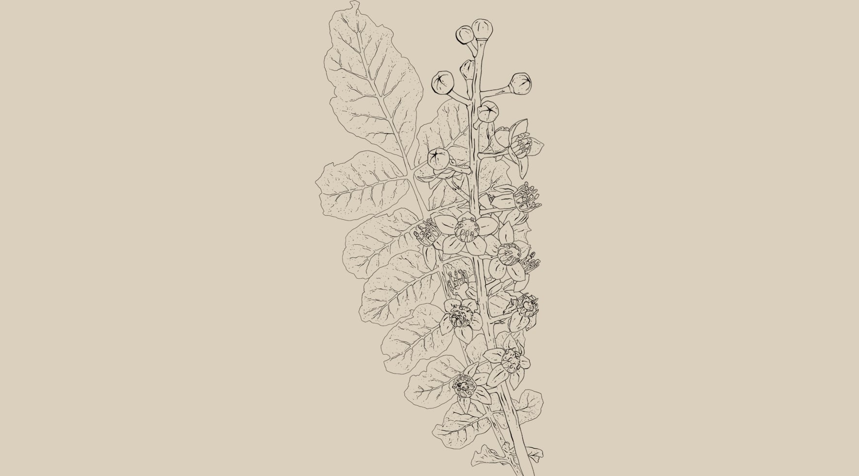 Boswellia serrata