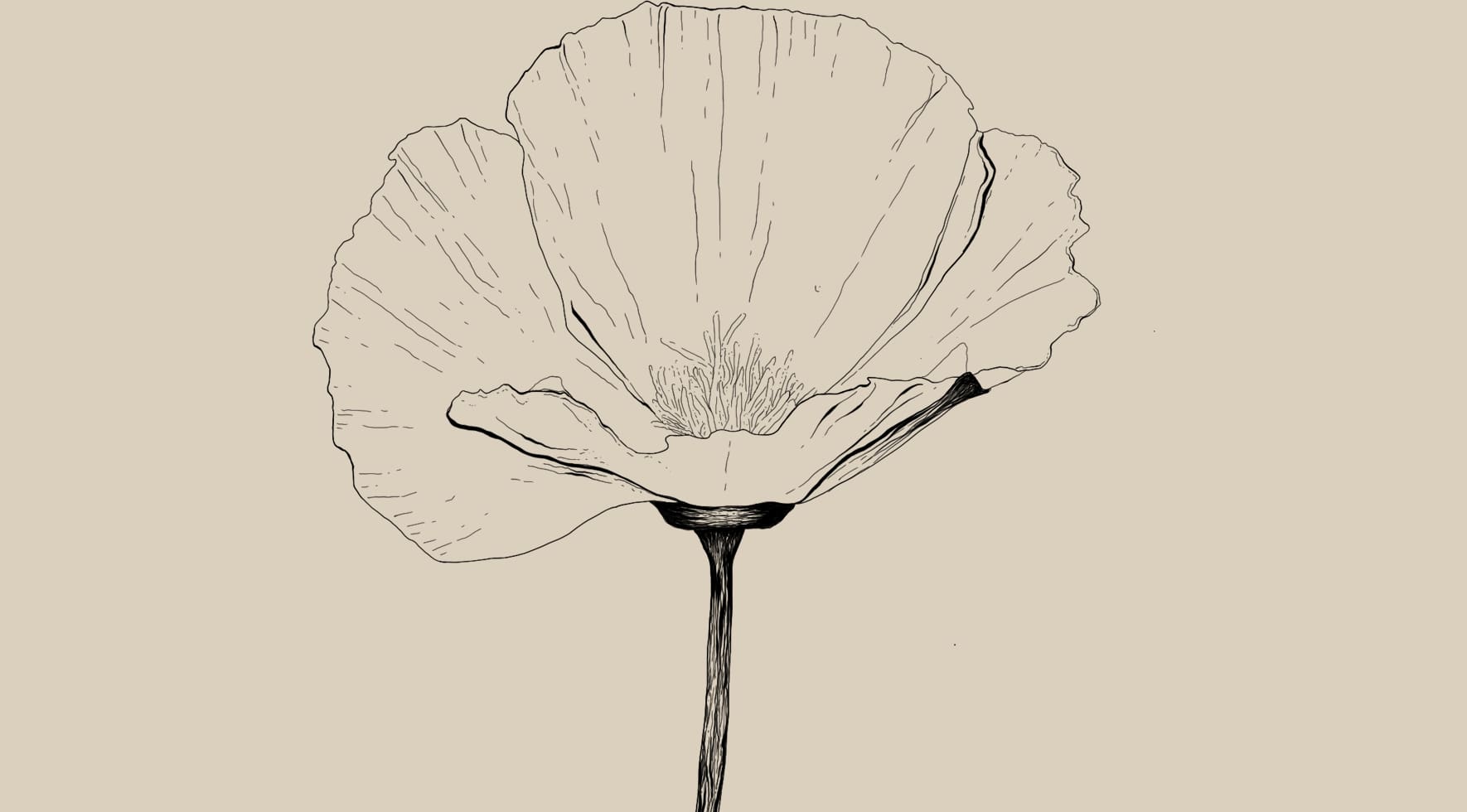 Eschscholzia californica