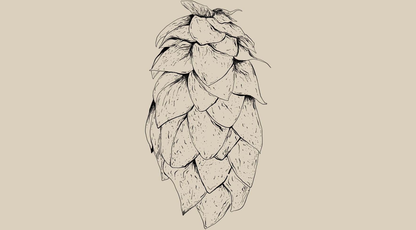 Humulus lupulus