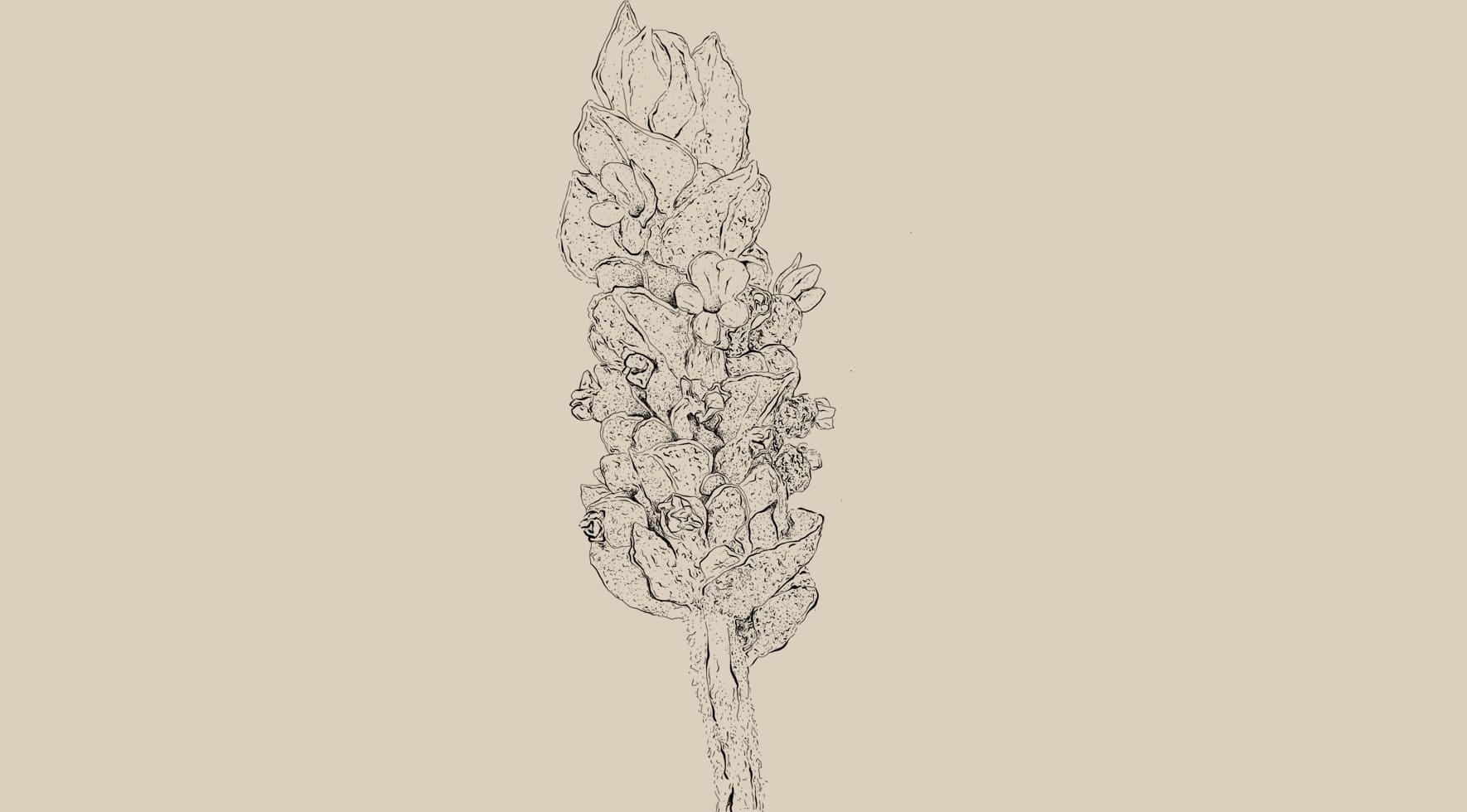 Lavandula angustifolia