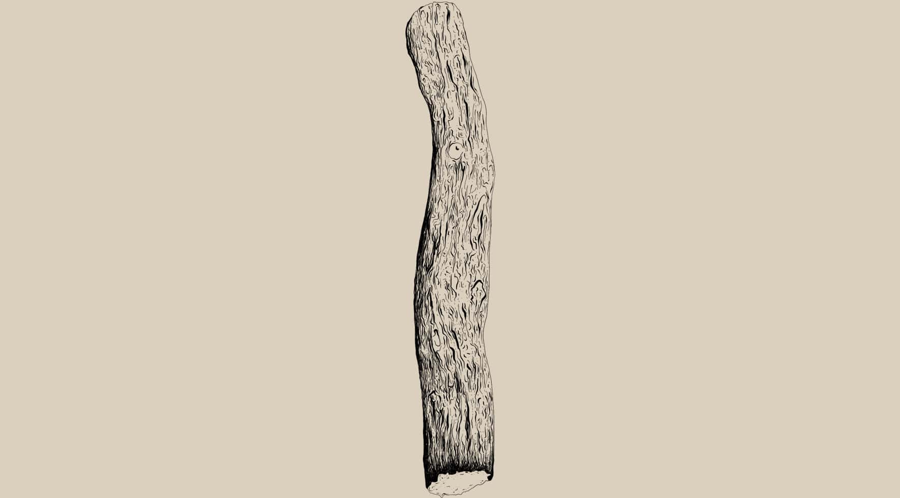 Glycyrrhiza glabra