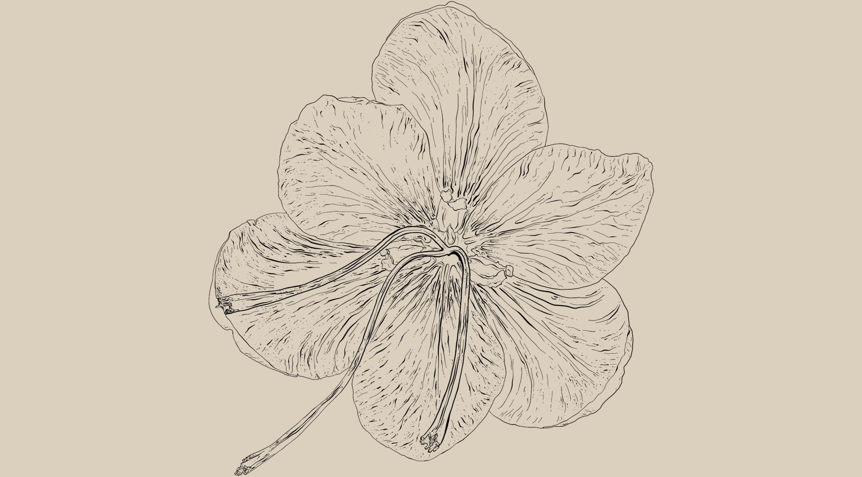 Crocus sativus