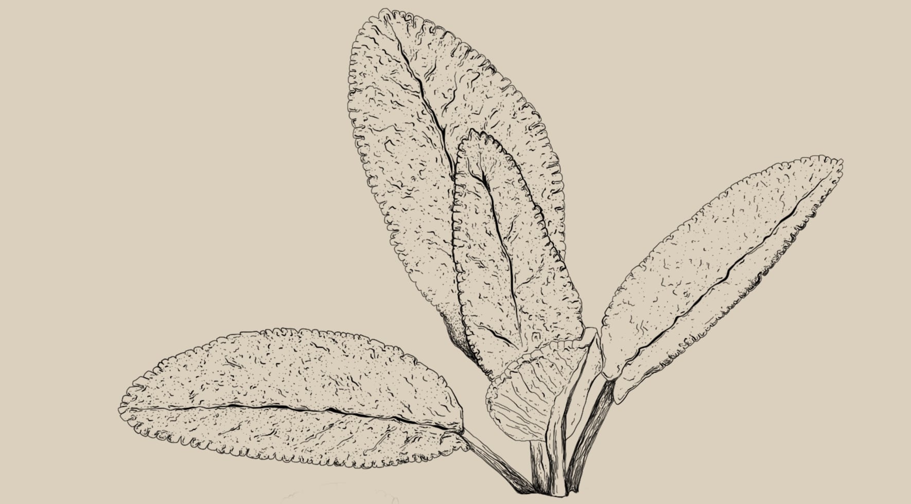 Humulus lupulus