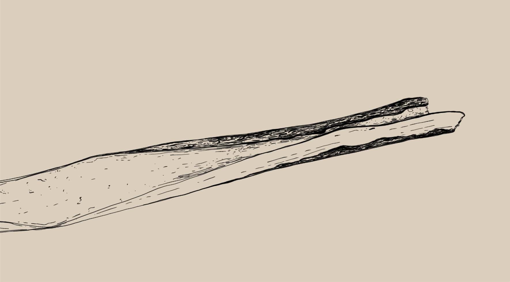 Salix alba