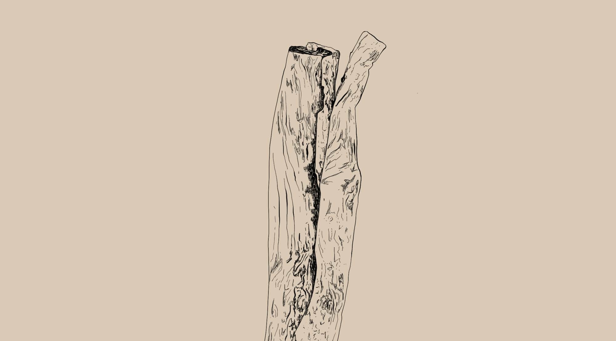 Cinnamomum verum