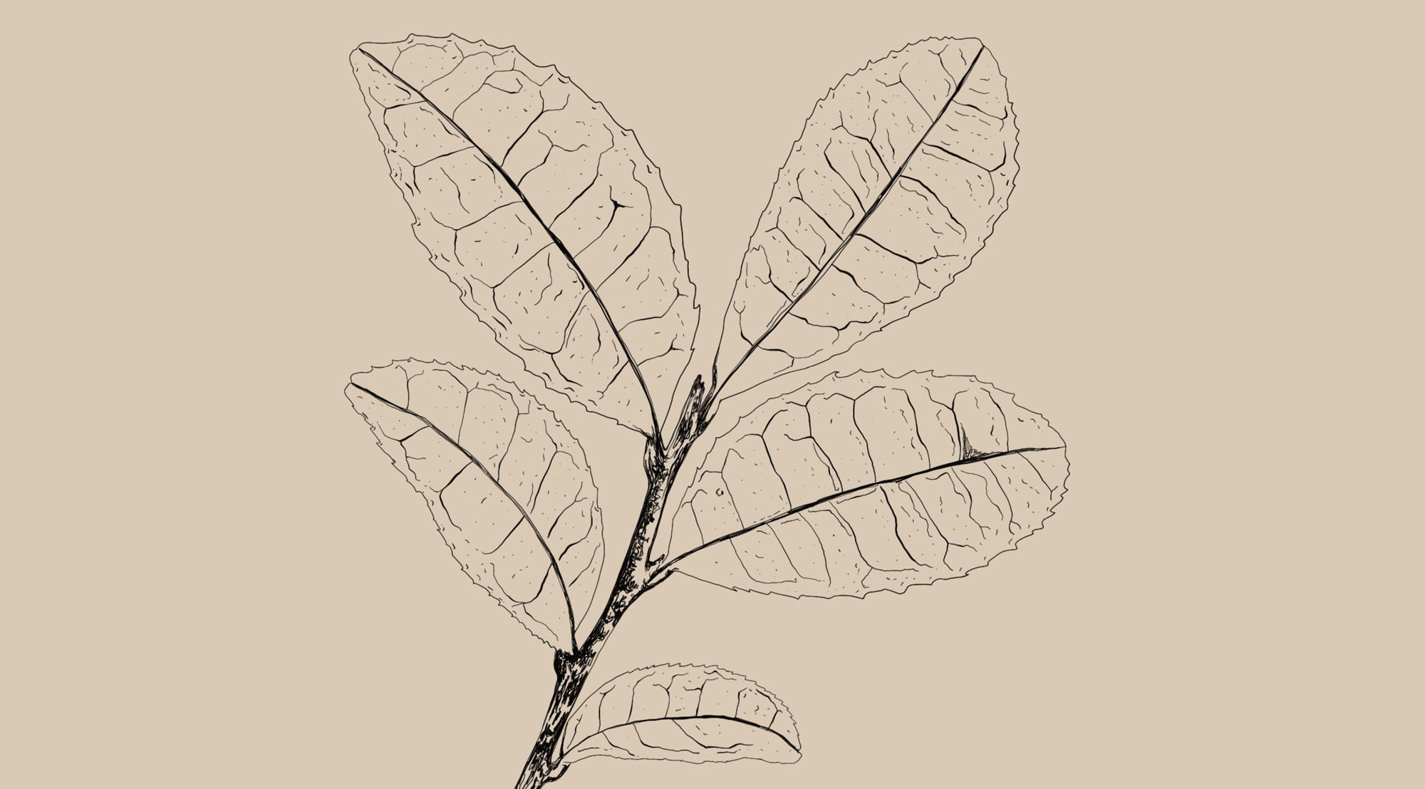 Camellia sinensis