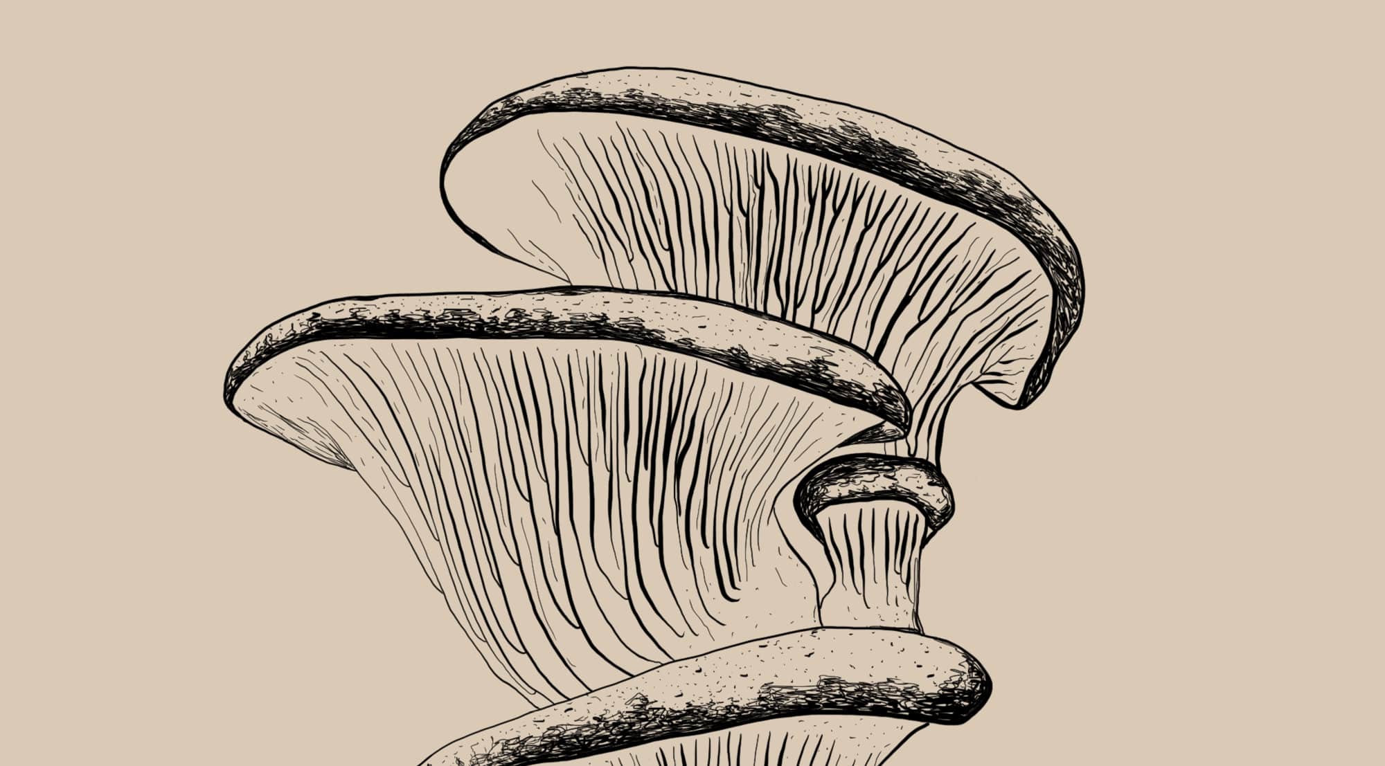 Pleurotus ostreatus