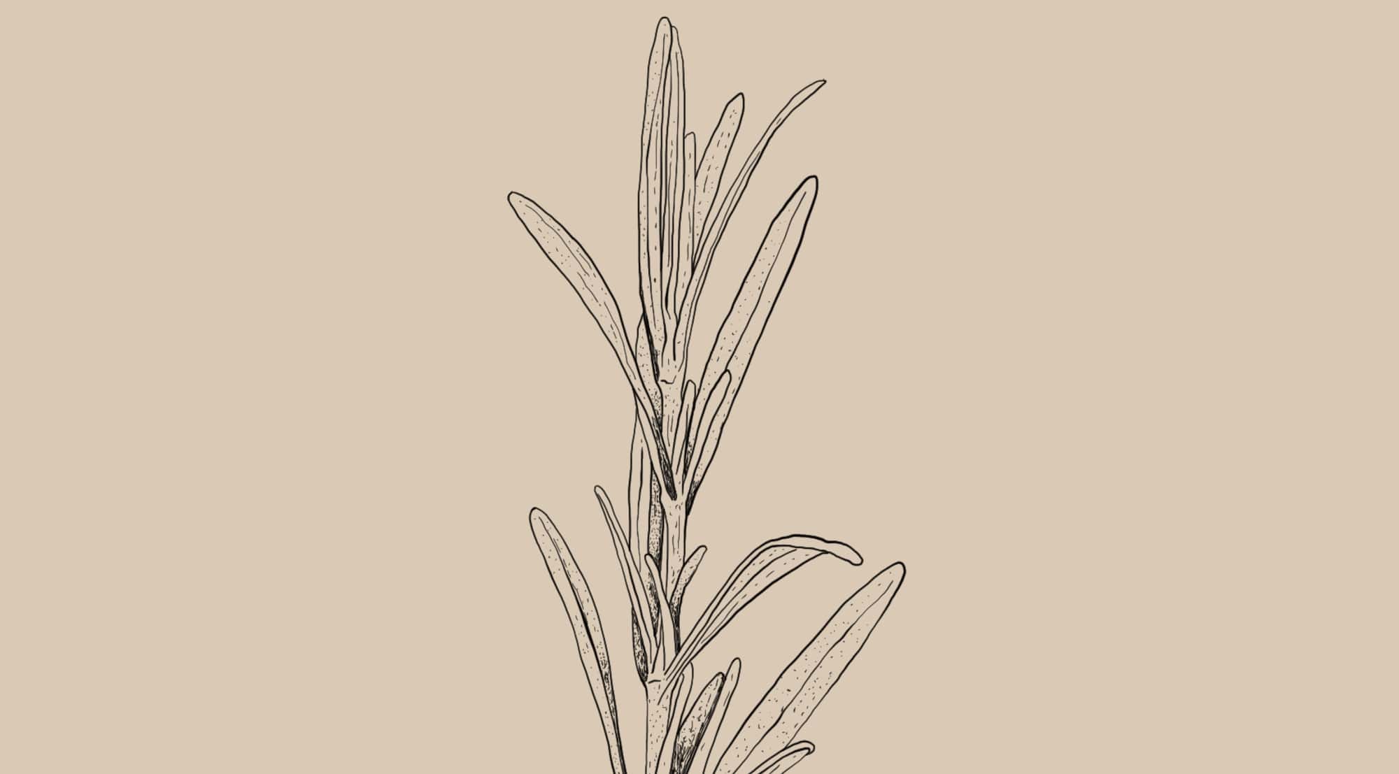 Salvia rosmarinus