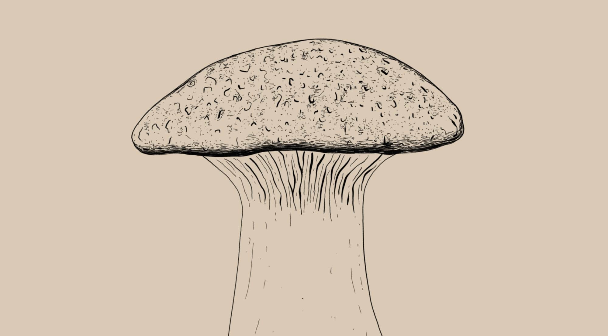 Pleurotus eryngii