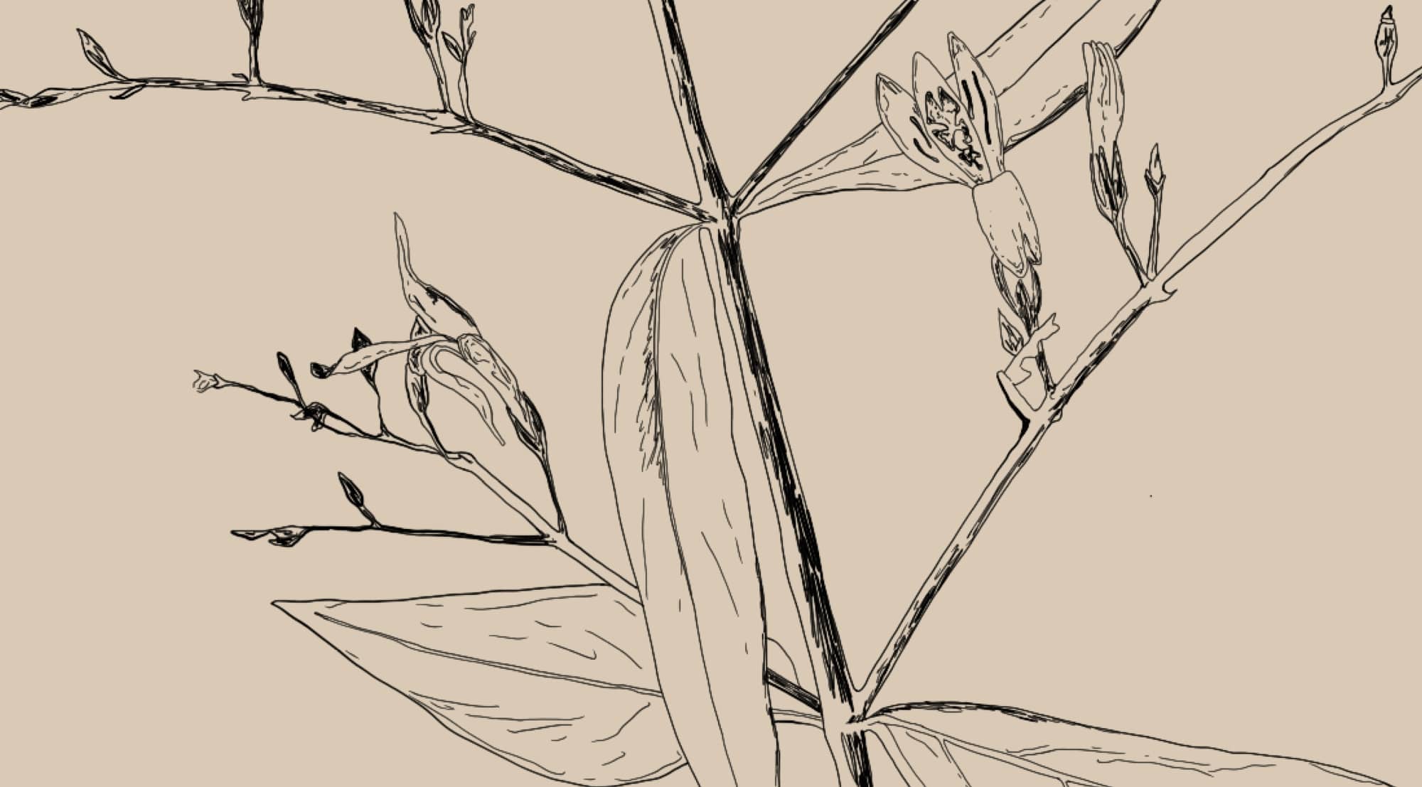 Andrographis paniculate
