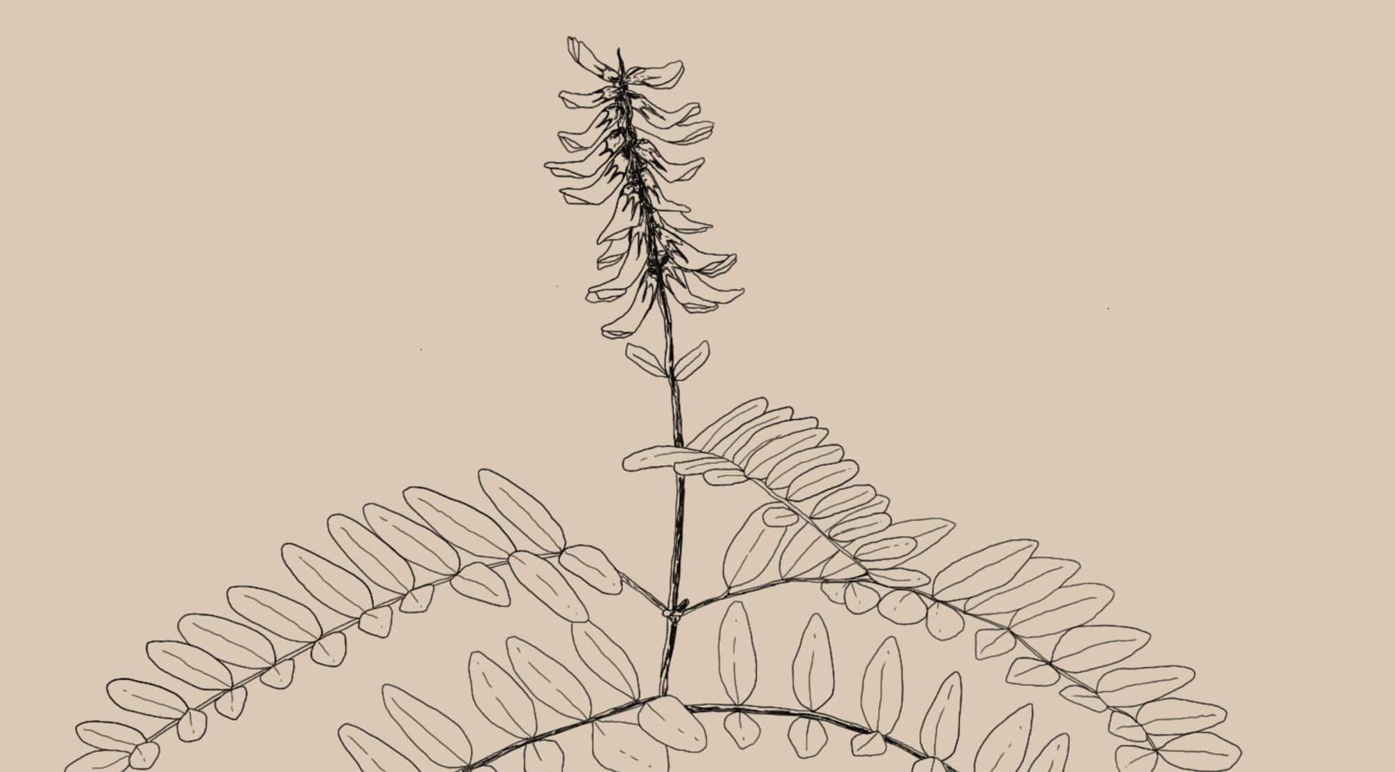 Astragalus membranaceus