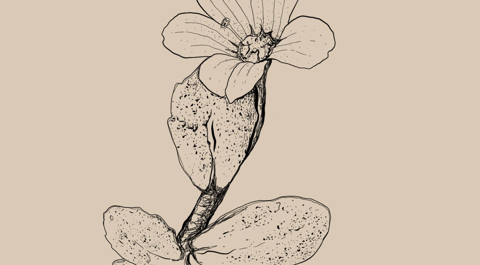 Bacopa monnieri