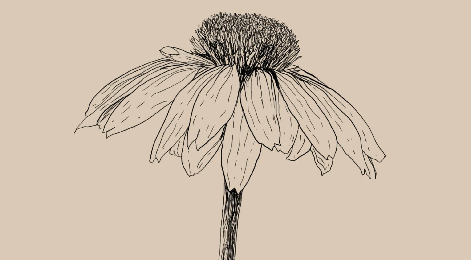 Echinacea purpurea