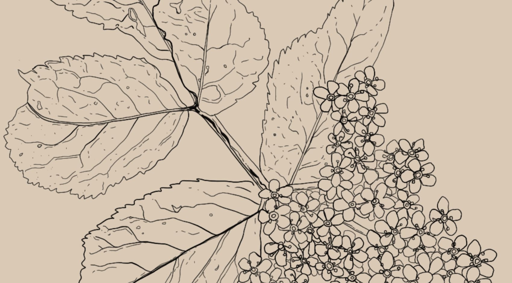 Sambucus nigra