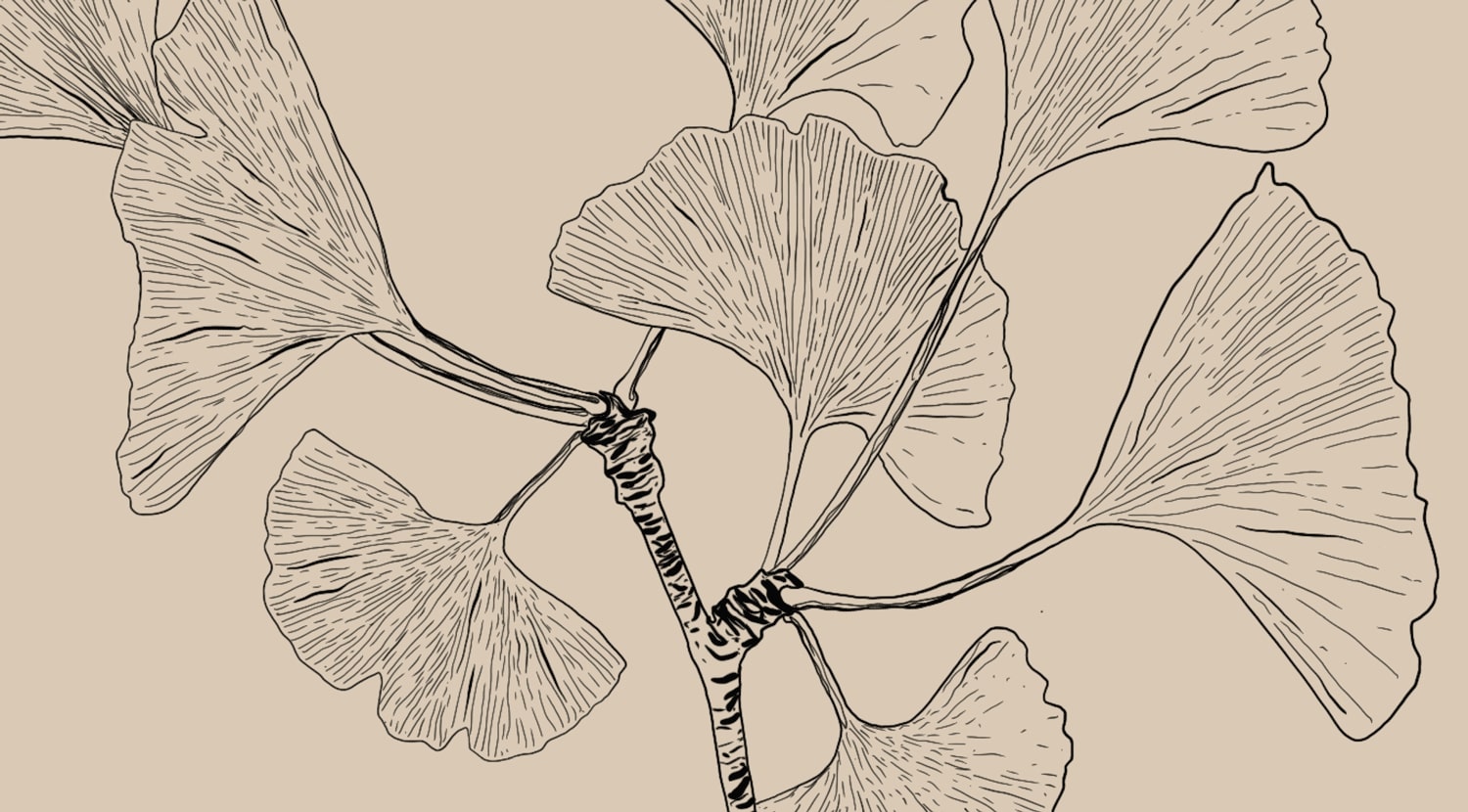Ginkgo biloba