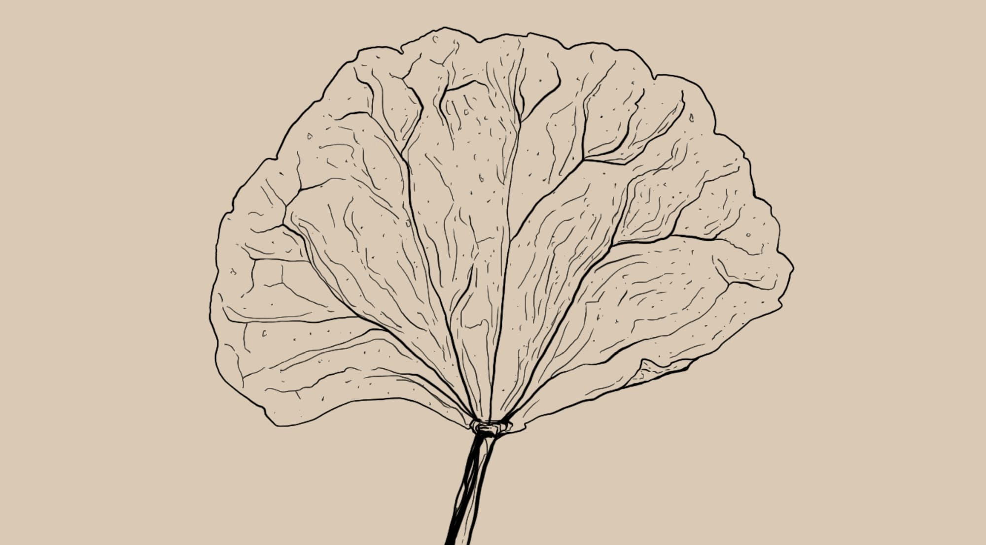Centella asiatica  