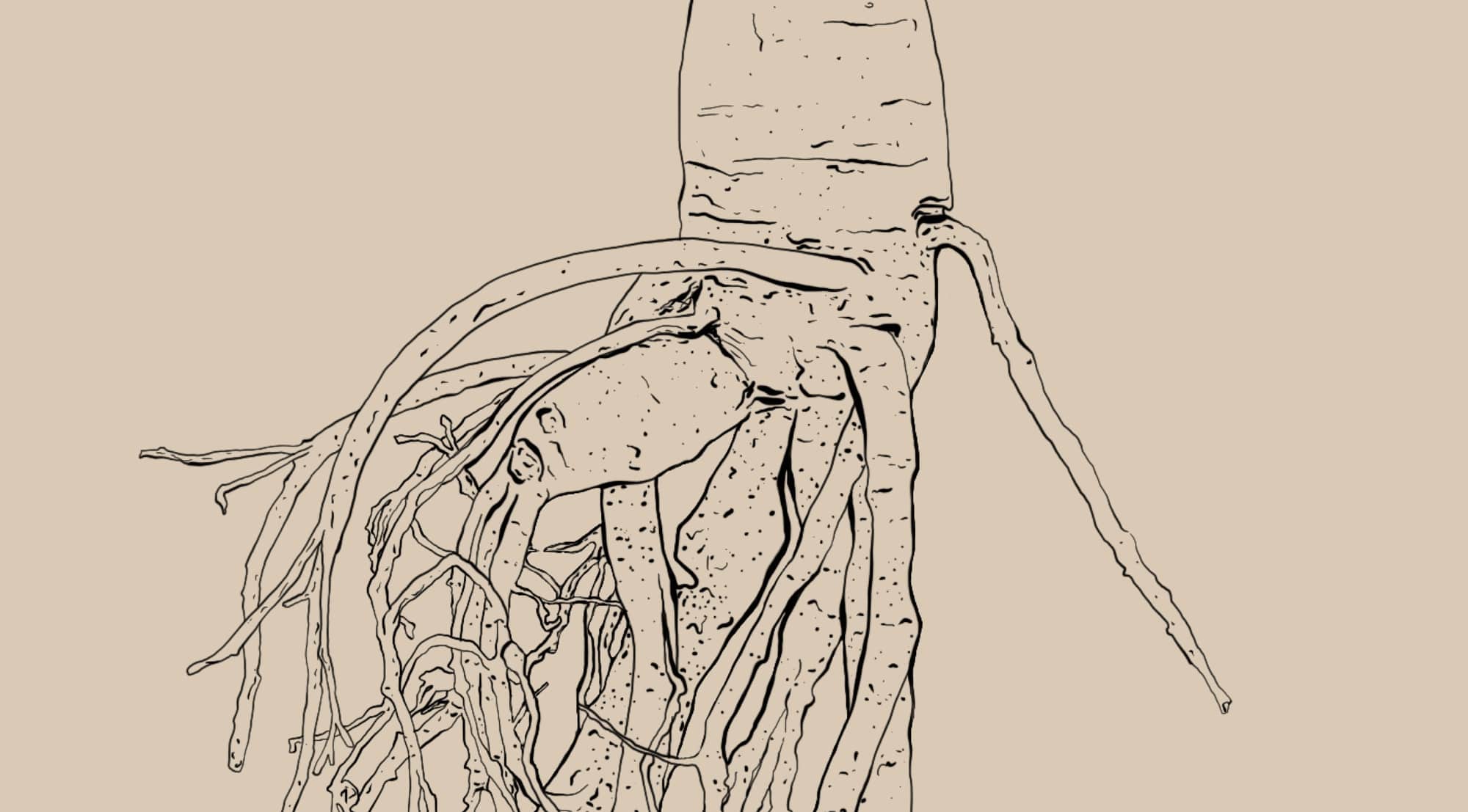 Panax Ginseng