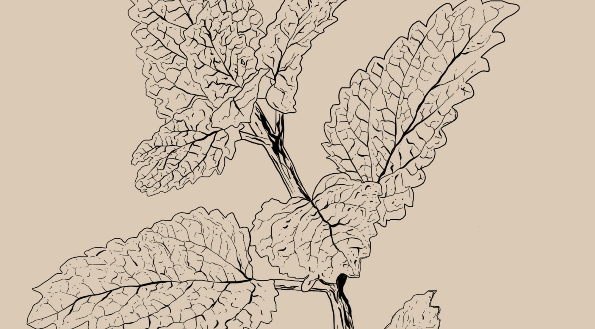Melissa officinalis
