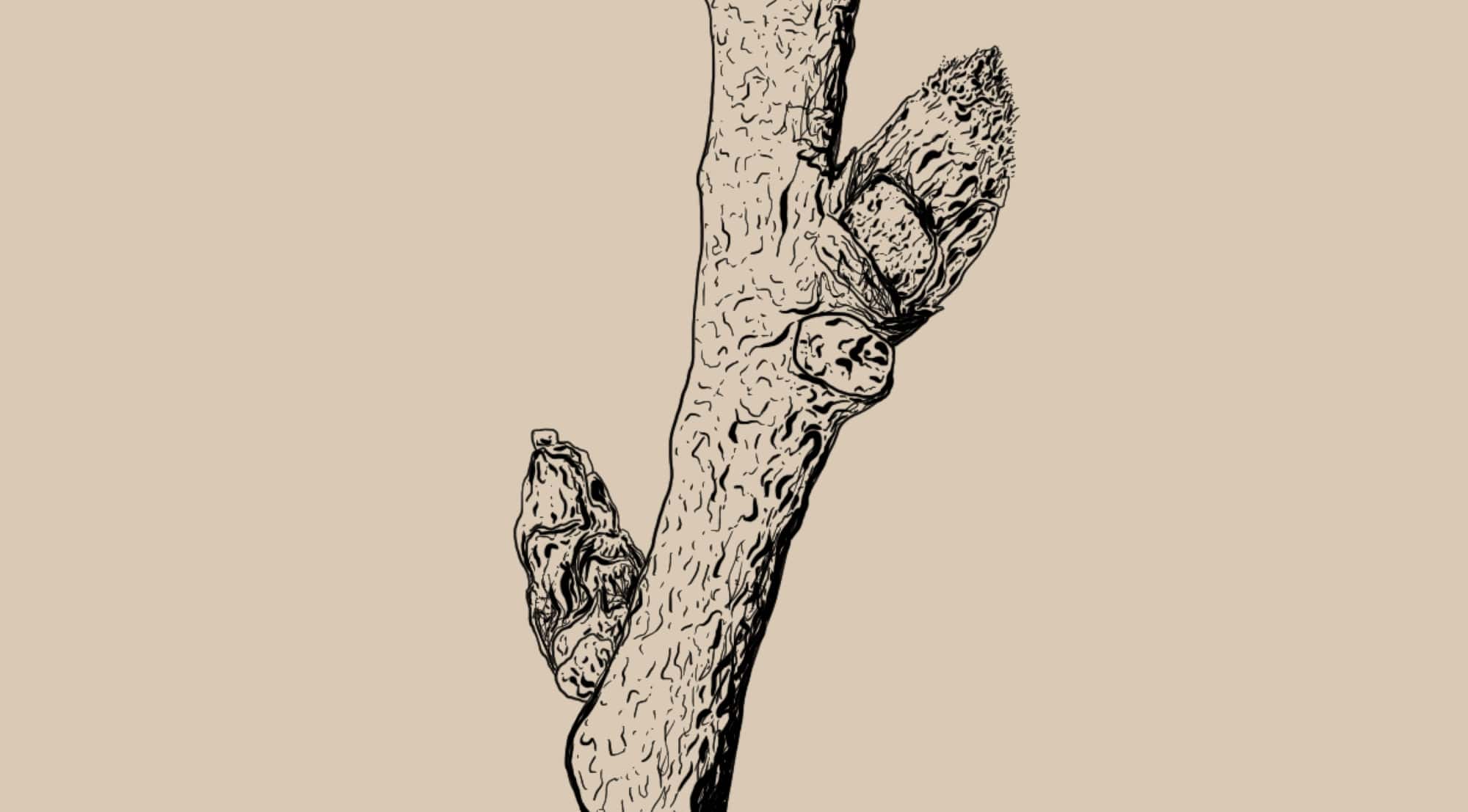 Ulmus rubra