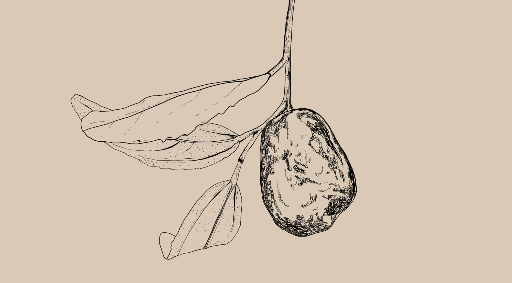  Zizyphus Spinosa
