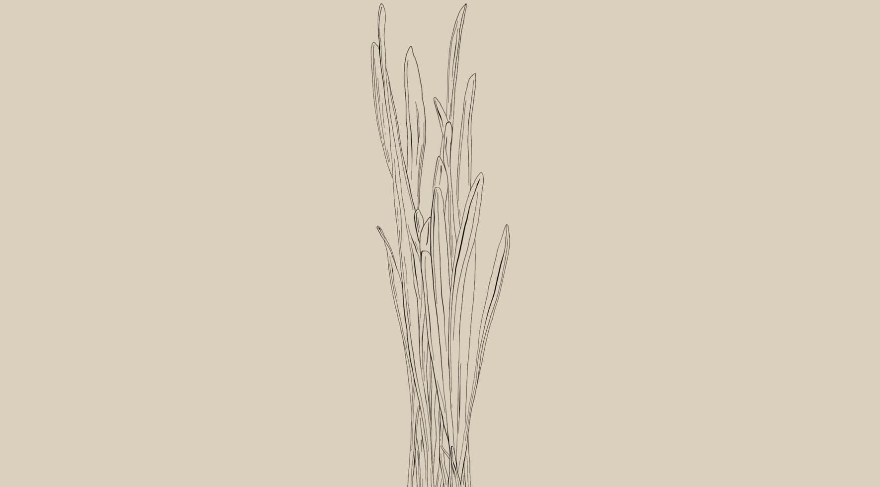 Triticum aestivum