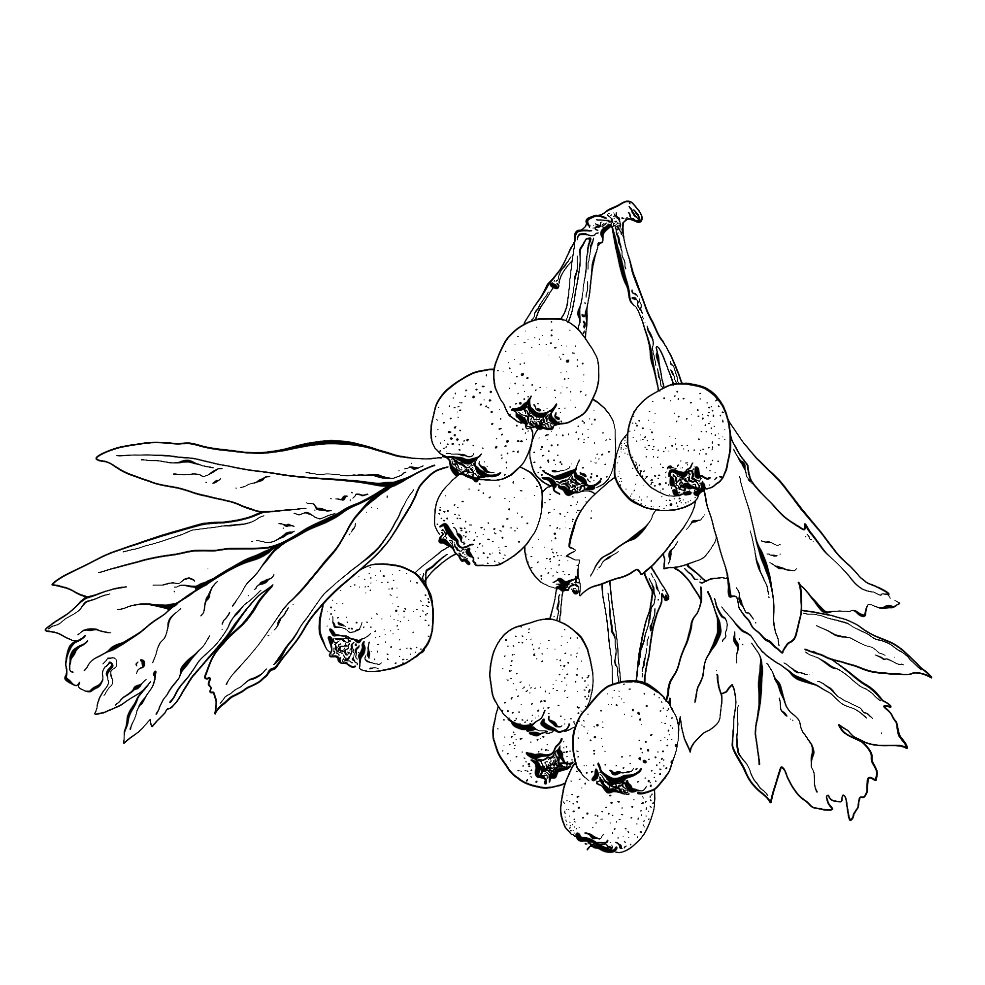 Crataegus monogyna