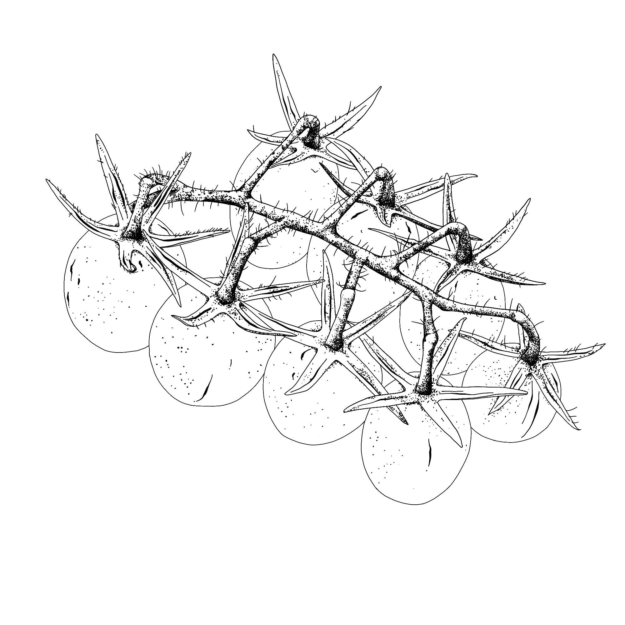 Lycopersicon esculentum 