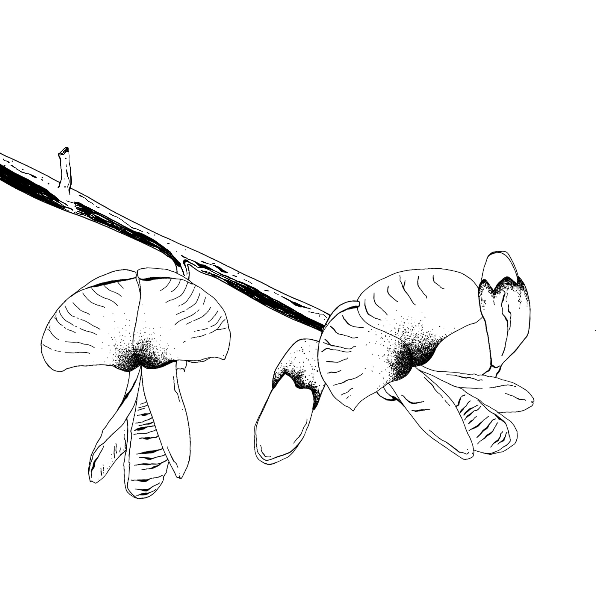 Sophora japonica