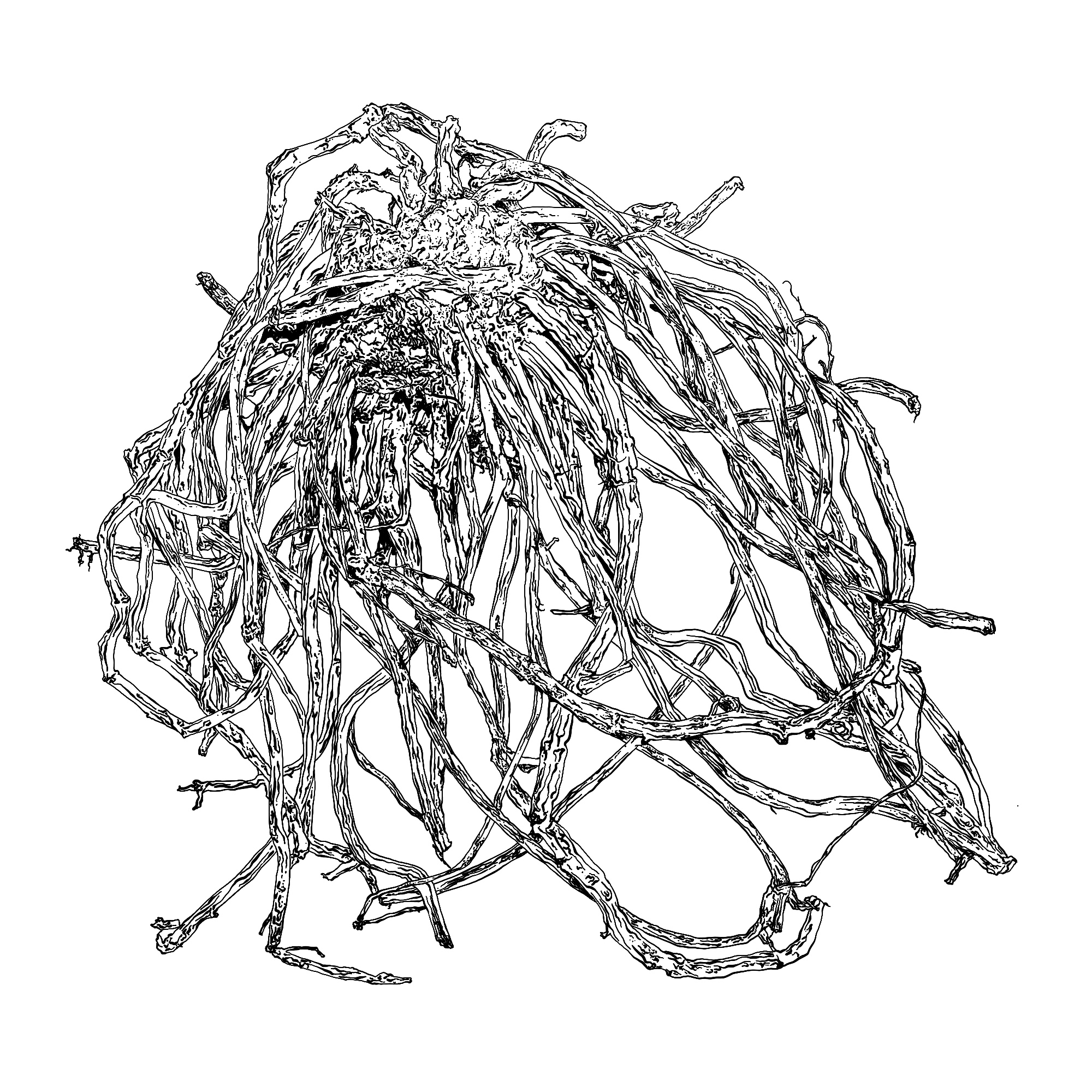 Smilax ornate