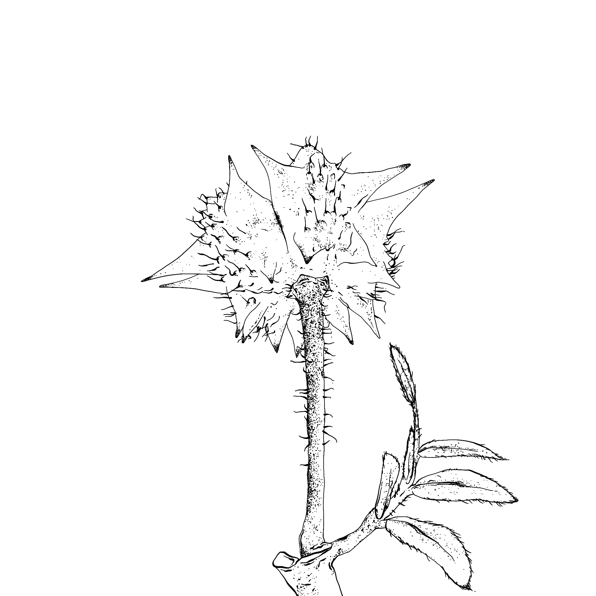 Tribulus terrestris